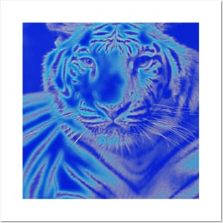 White Tiger from India - White colour Posters and Art